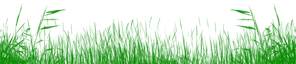 Grass