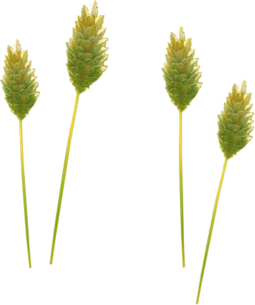Flwr Cras.png